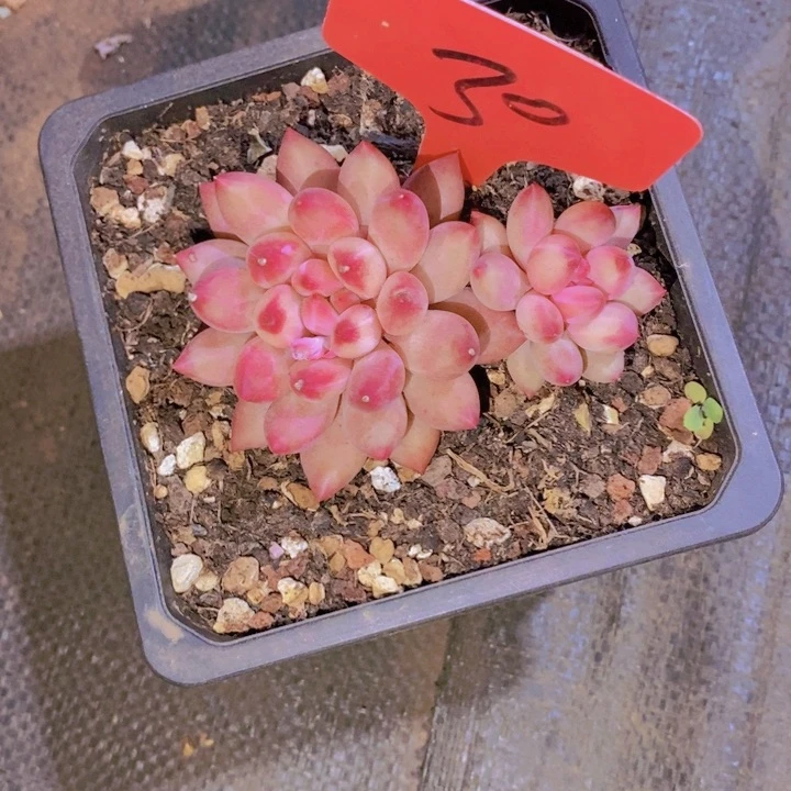 和*这样可以减少体