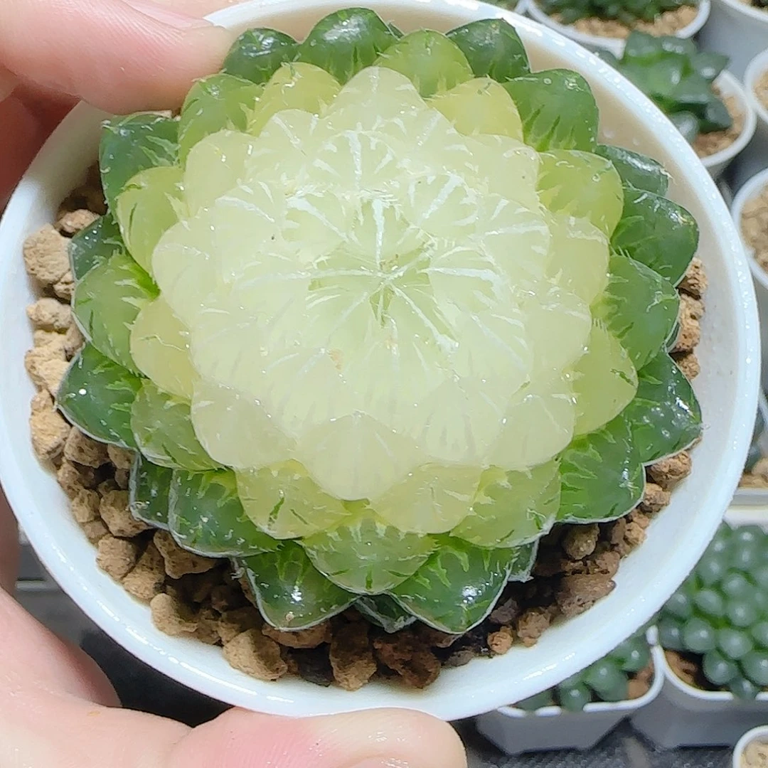 万象盆水晶宝莲灯