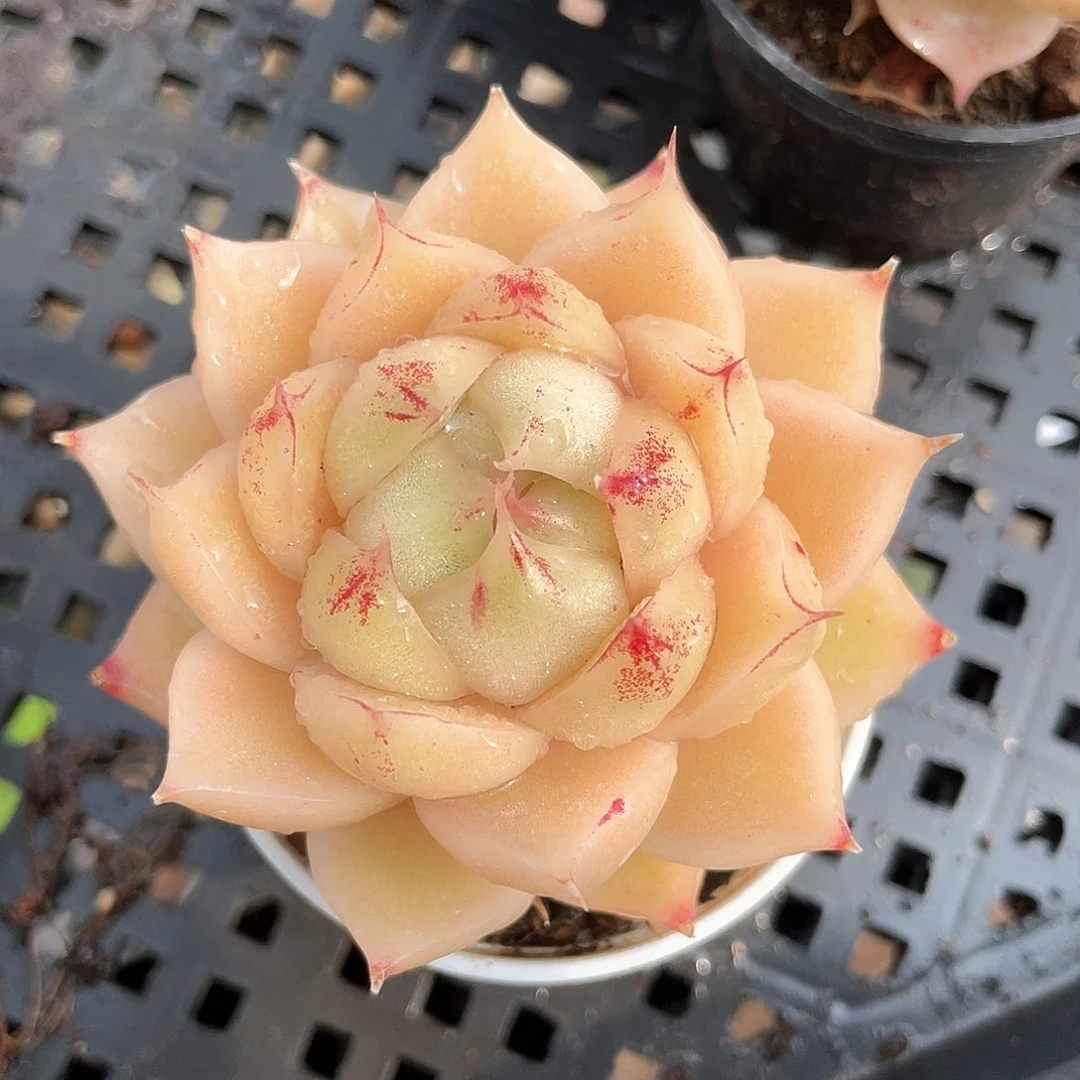 优选麦秆福利406