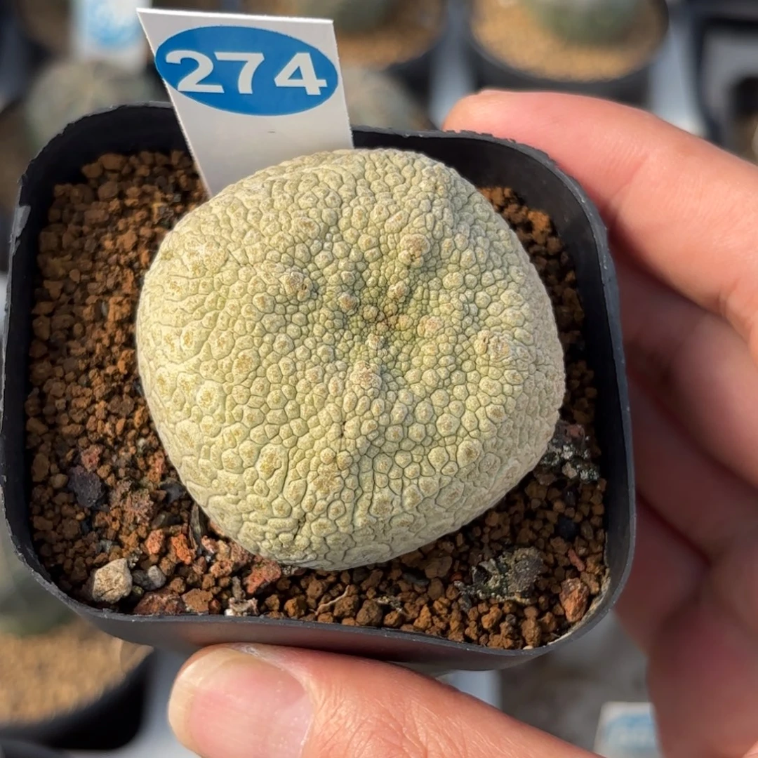 274实生凝蹄玉带盆带土