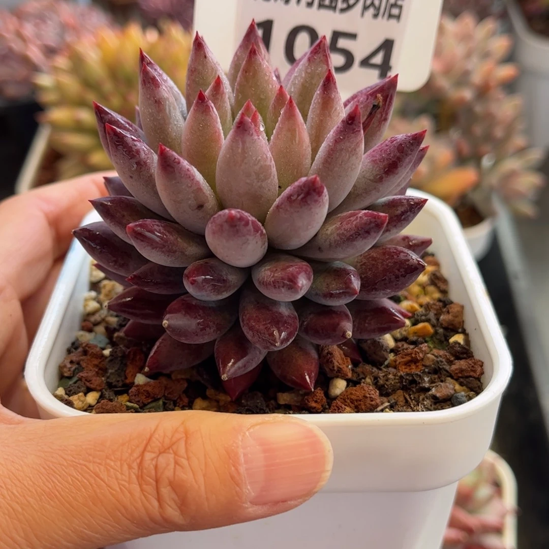 1054 天冷必拍保温箱