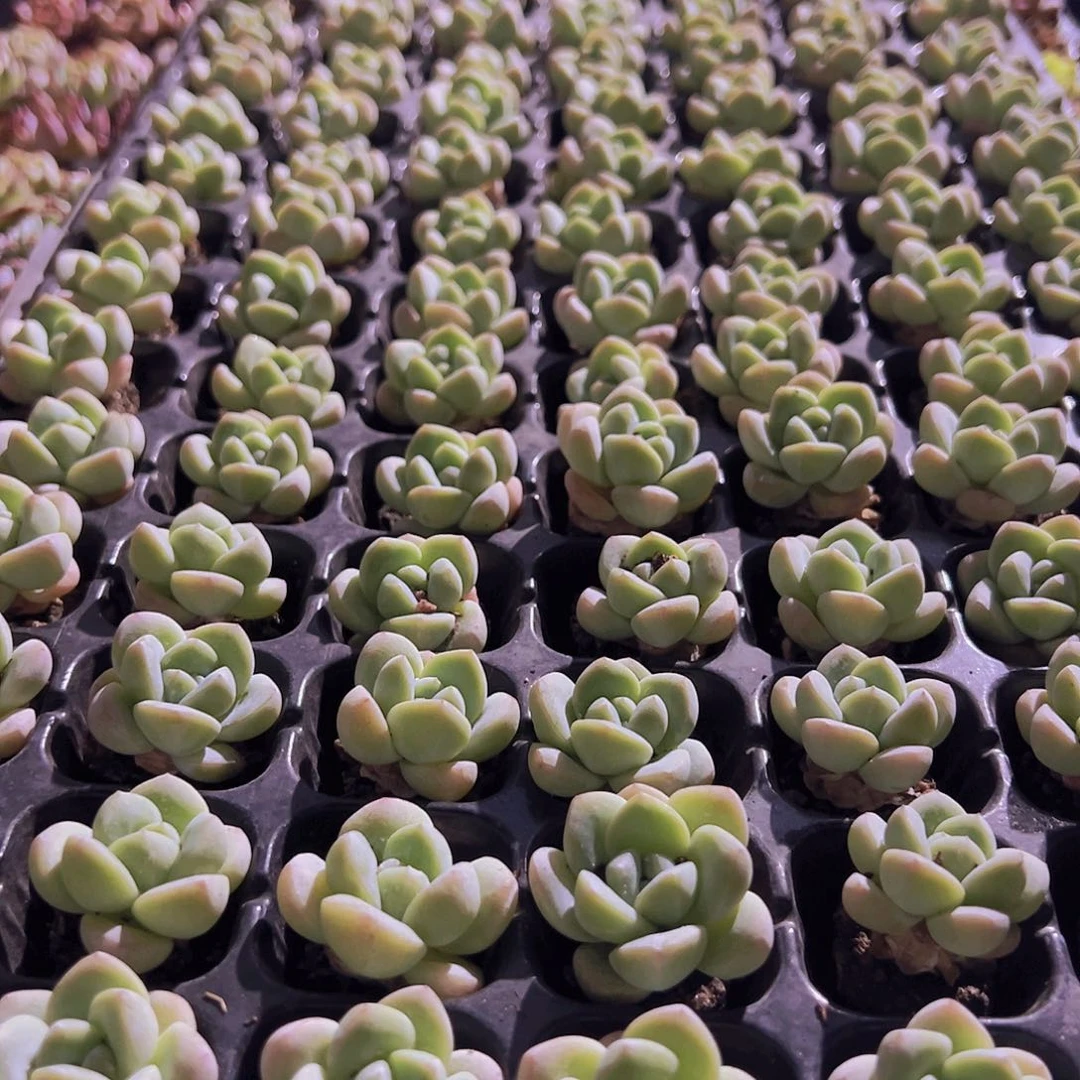 105颗全单头优选奶油冰玉