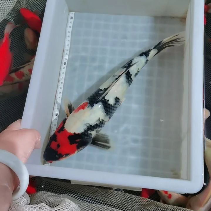 锦鲤大骨架昭和三色锦鲤一条