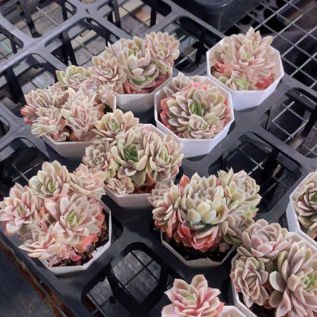 2颗血红纱裙2356778899990