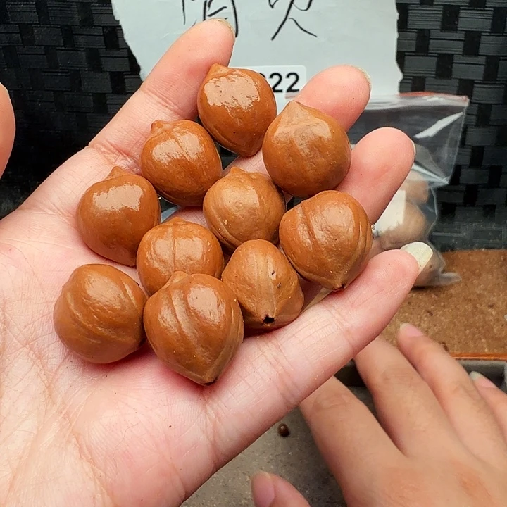 橄榄核手串/手链橄榄