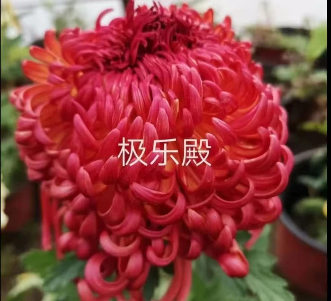 九月菊花【极乐殿】开大花掉叶掉枝不售后介意慎拍