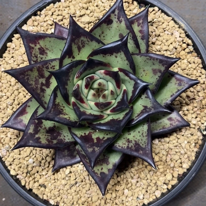 水墨画风斑纹状发色11