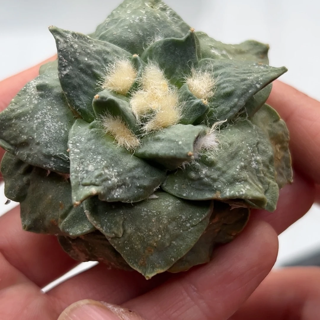 430 仙人球的比赛将于