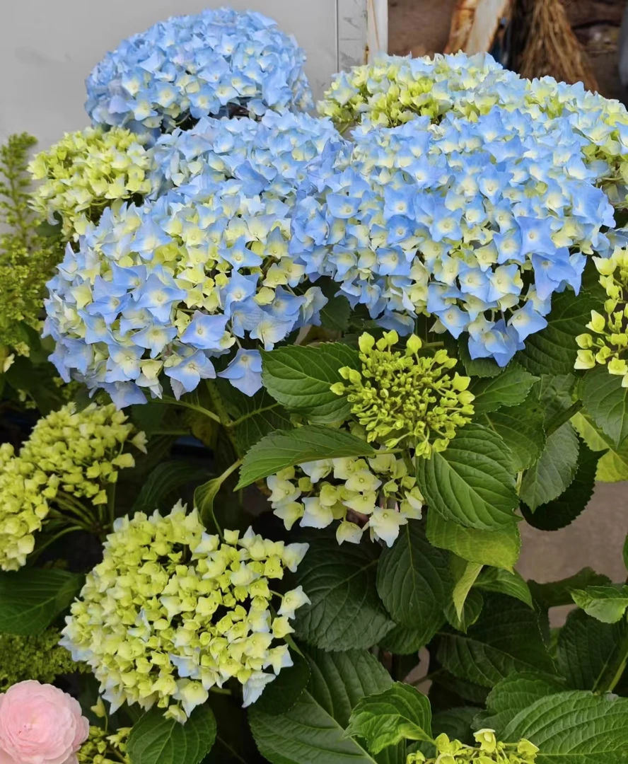 【大海蓝】大花绣球多花头起带花带花苞大花型多季节1加仑