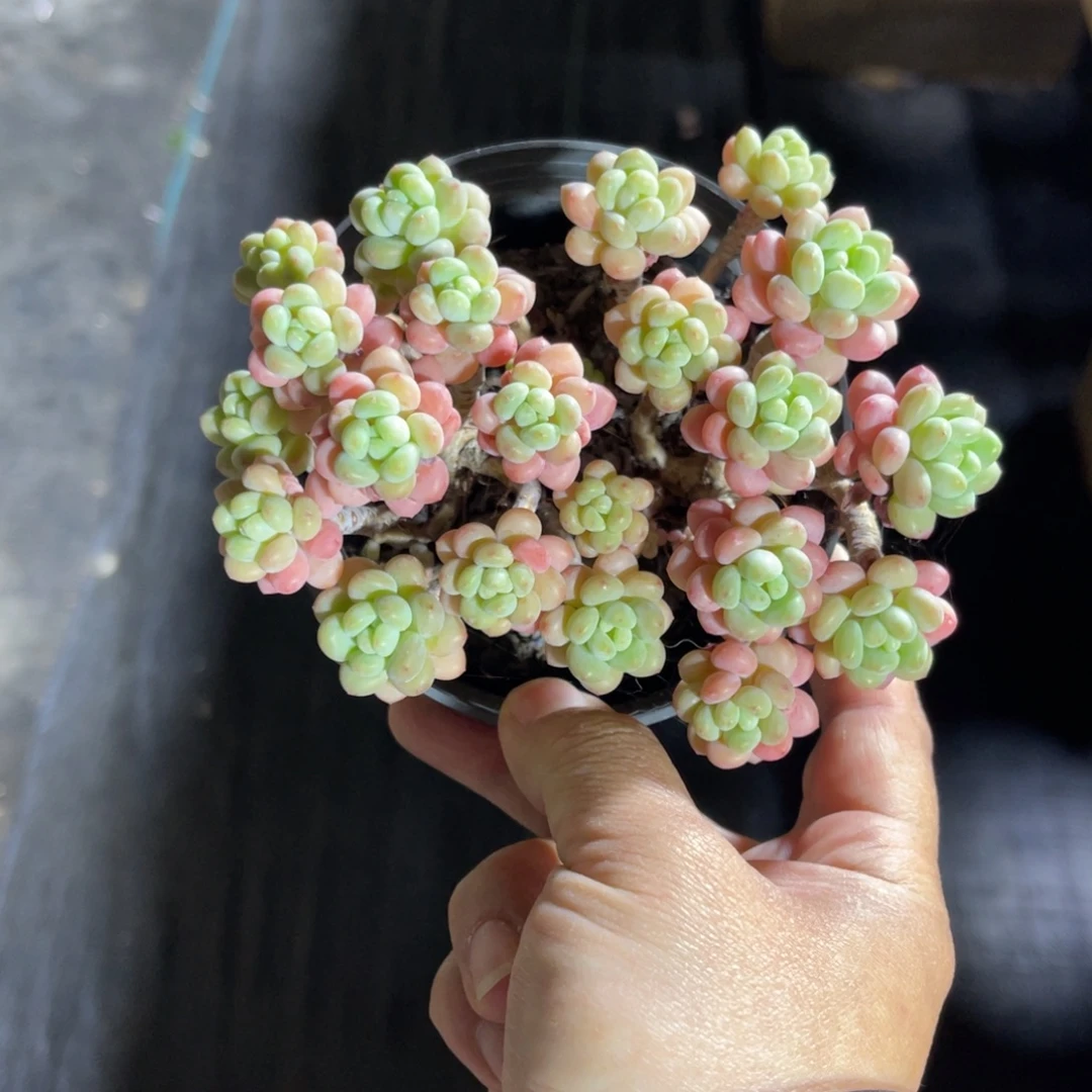 洛可可 一物一拍不支持退换