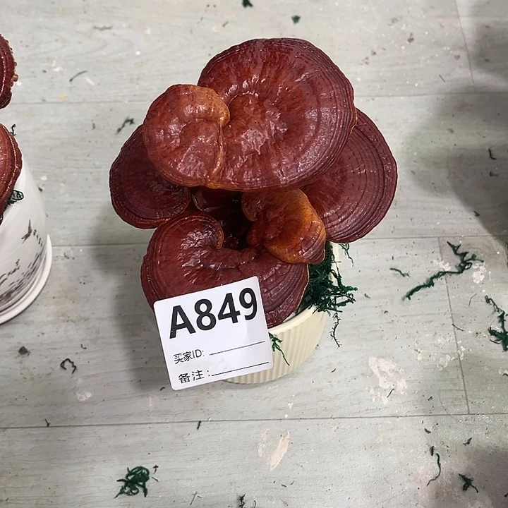 无花朵8888888888888