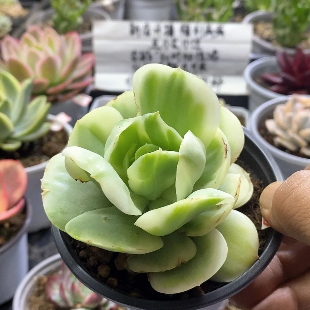 16148碧桃锦多肉