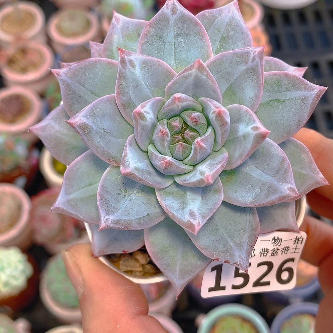 精控多肉植物1526