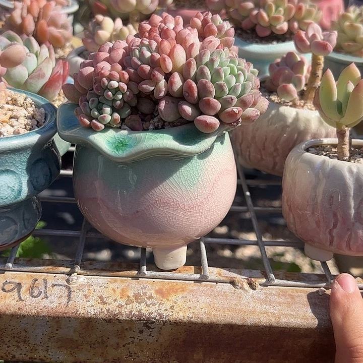 ****小红蛋带盆多肉植物