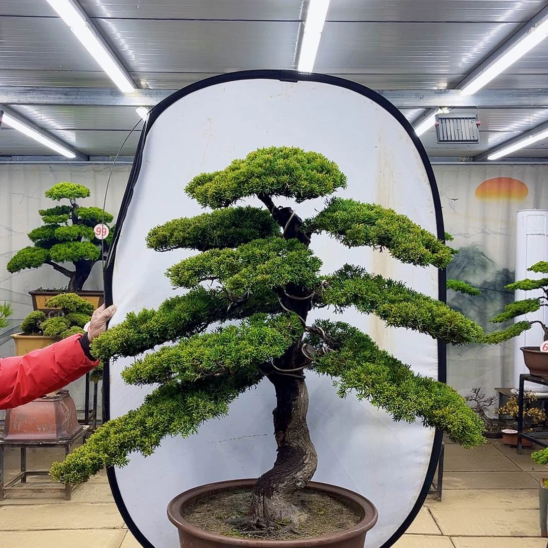 无花朵松柏盆景直播大放漏中