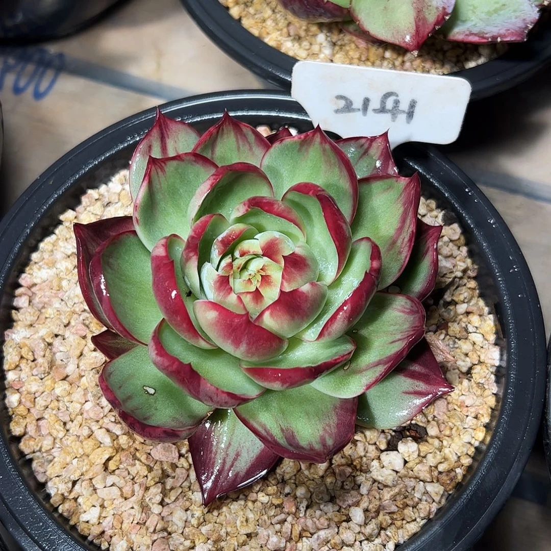 雪***贝惊鸿仙子2141号有干疤介意勿拍