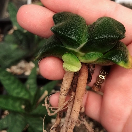 小型军配蜗牛母本带2侧牙哈哈哈哈