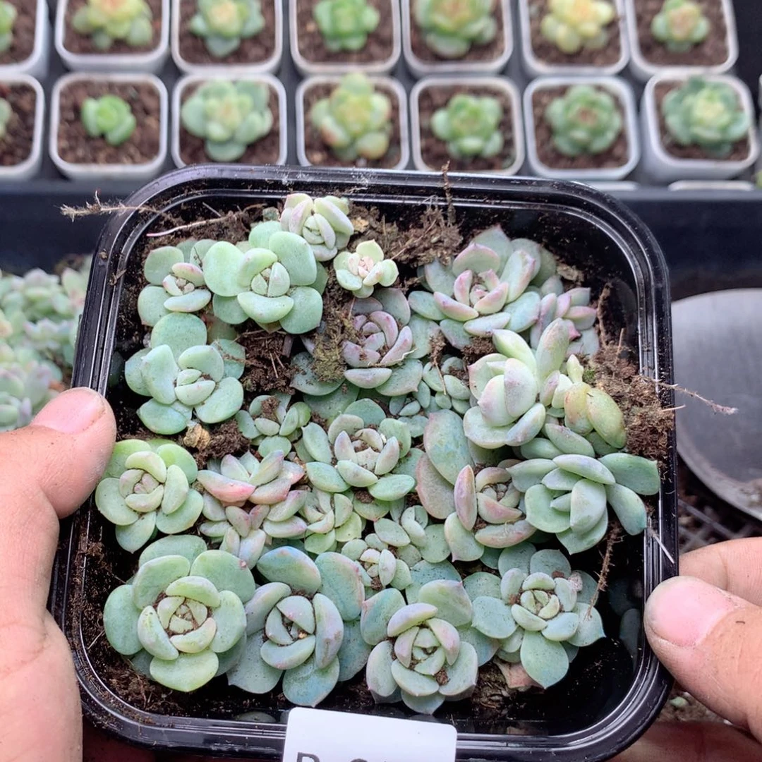 无花朵R237英语英语