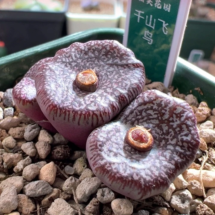 A319.  优选千山飞鸟。超好看流水纹。