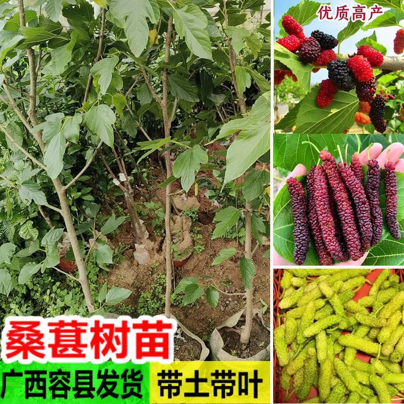 果桑苗台湾大果桑长果桑嫁接苗无籽大果桑葚苗四季果桑苗南方种植