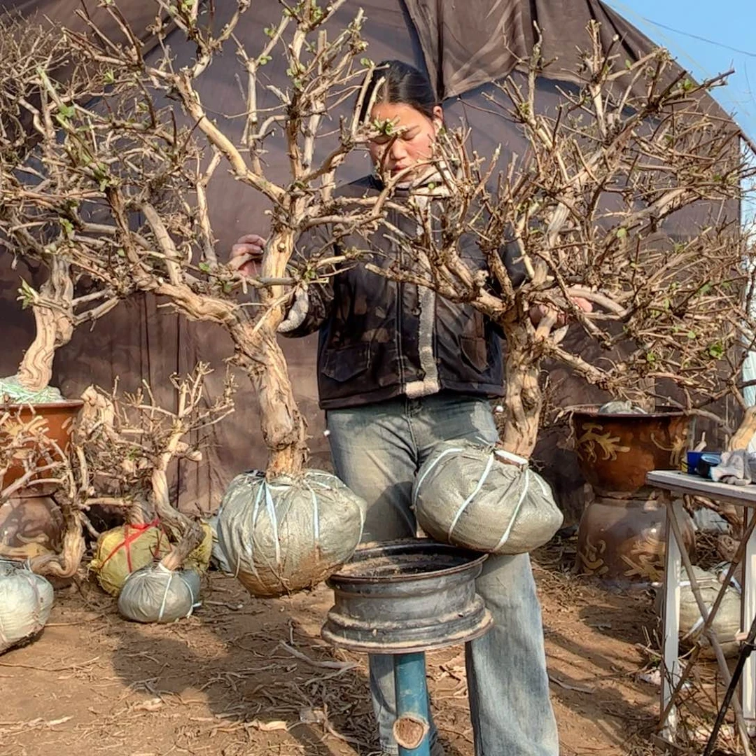 啤***会全部花朵金银花8888888