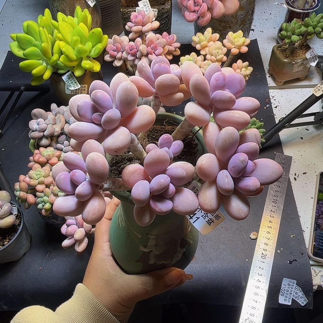 慕***凝糖果桃蛋041/10cm多肉