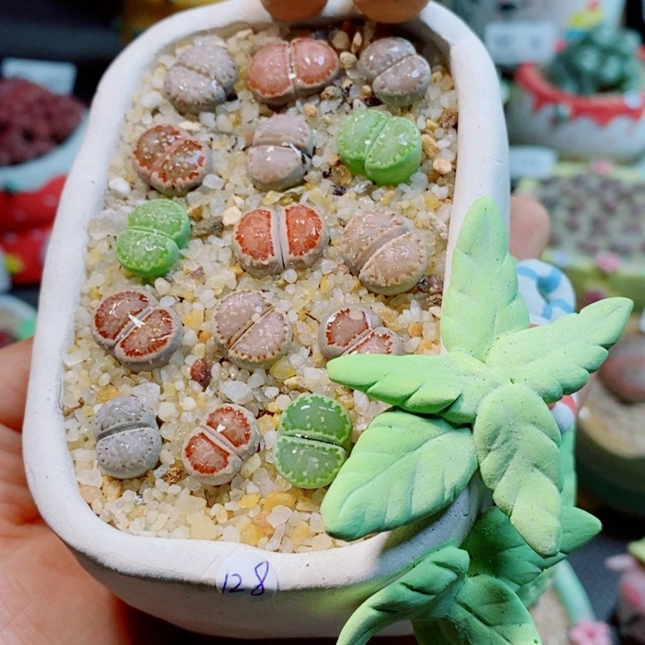 生石花花花花花花花319