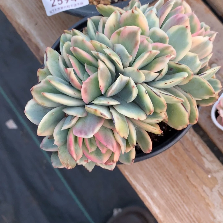 专拍链接多肉植物