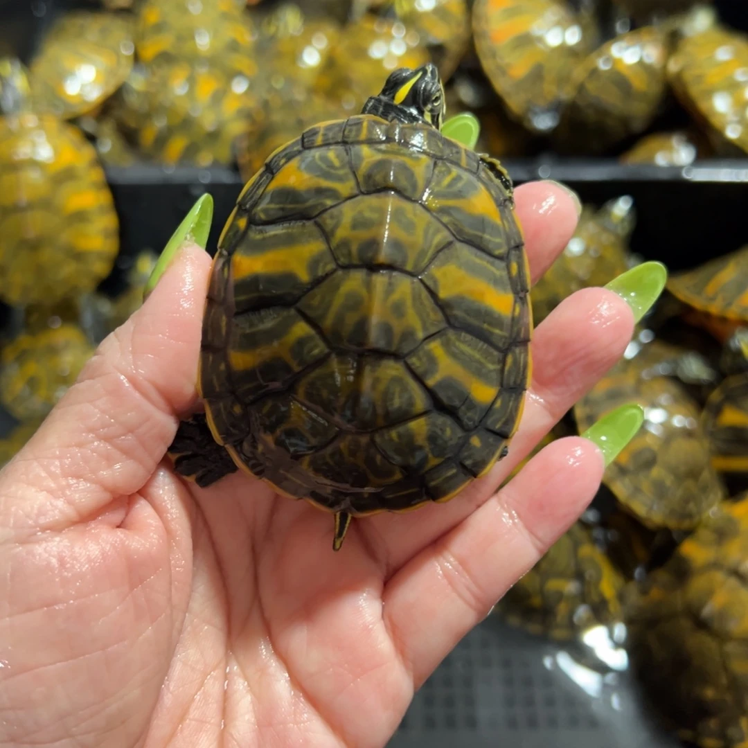 火焰龟母全品火焰