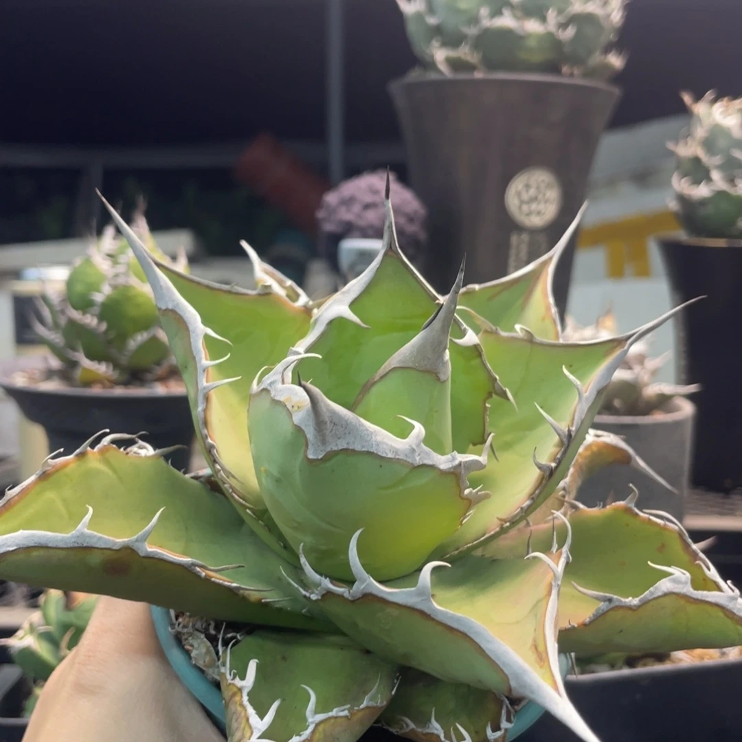 山龟8888888888888888