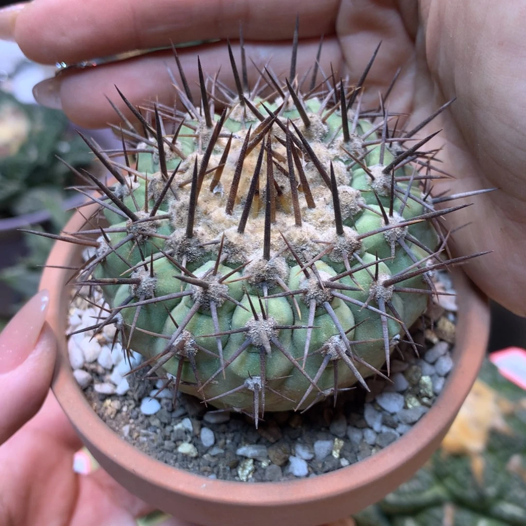 25号 自根 出根芽黑王整体7.5公分