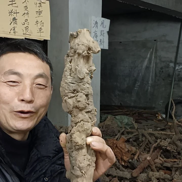 稳定木用****3贵州檬子木   铁马鞭   根艺  半成品