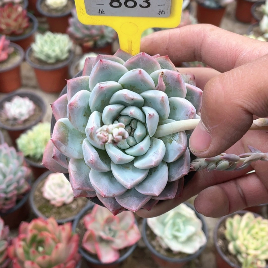 【闪购商品】N***r863号