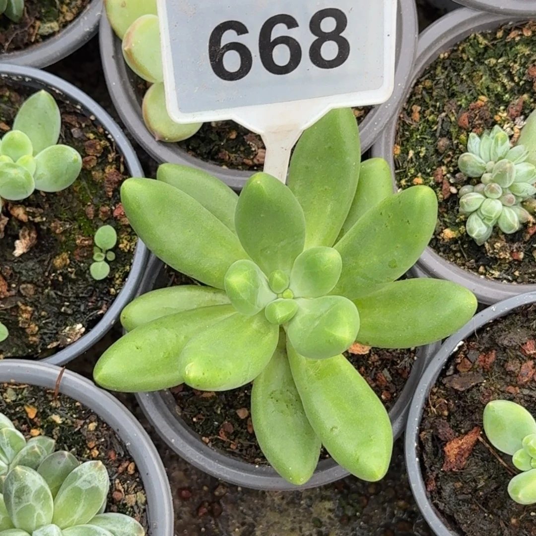多肉植物摩尔根个体668