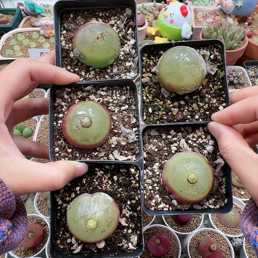 【闪购商品】70 平安福利 全部