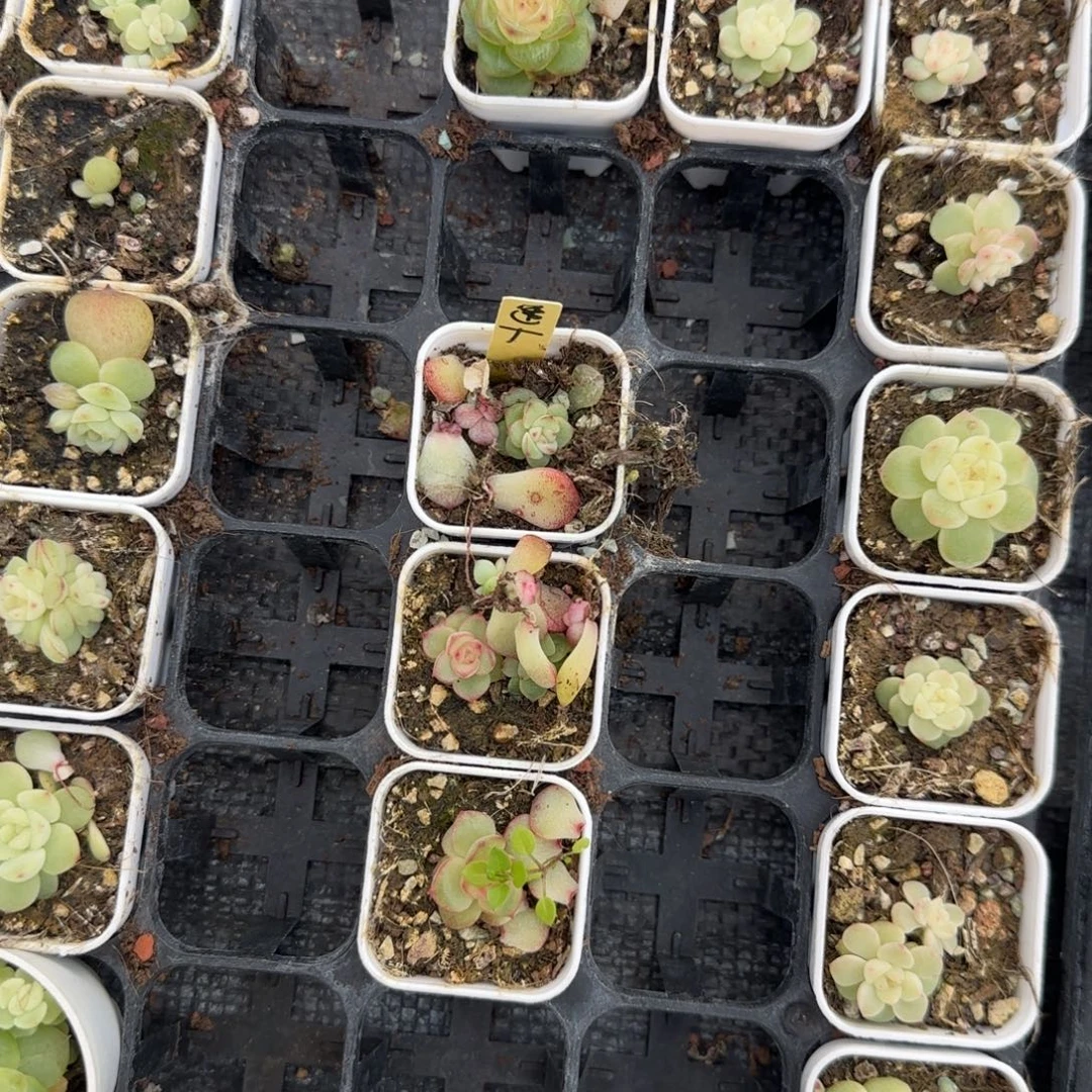 T透珍妮芝麻3床一个满25包邮