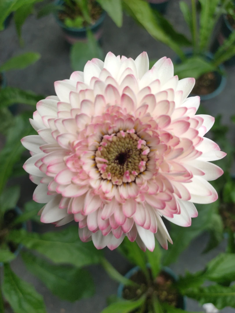 （西雅图）非洲菊四季开花宿根苗花卉植物阳台庭院室外盆栽地栽