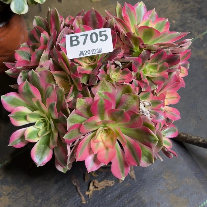 瑞妈，，。。。。 705女巫，