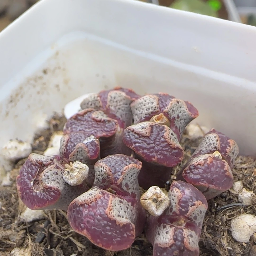 大窗超碟群多肉植物97