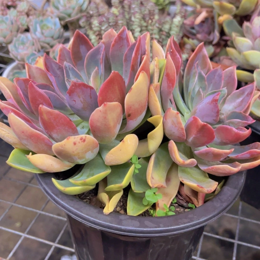 紫气东来大双头起发