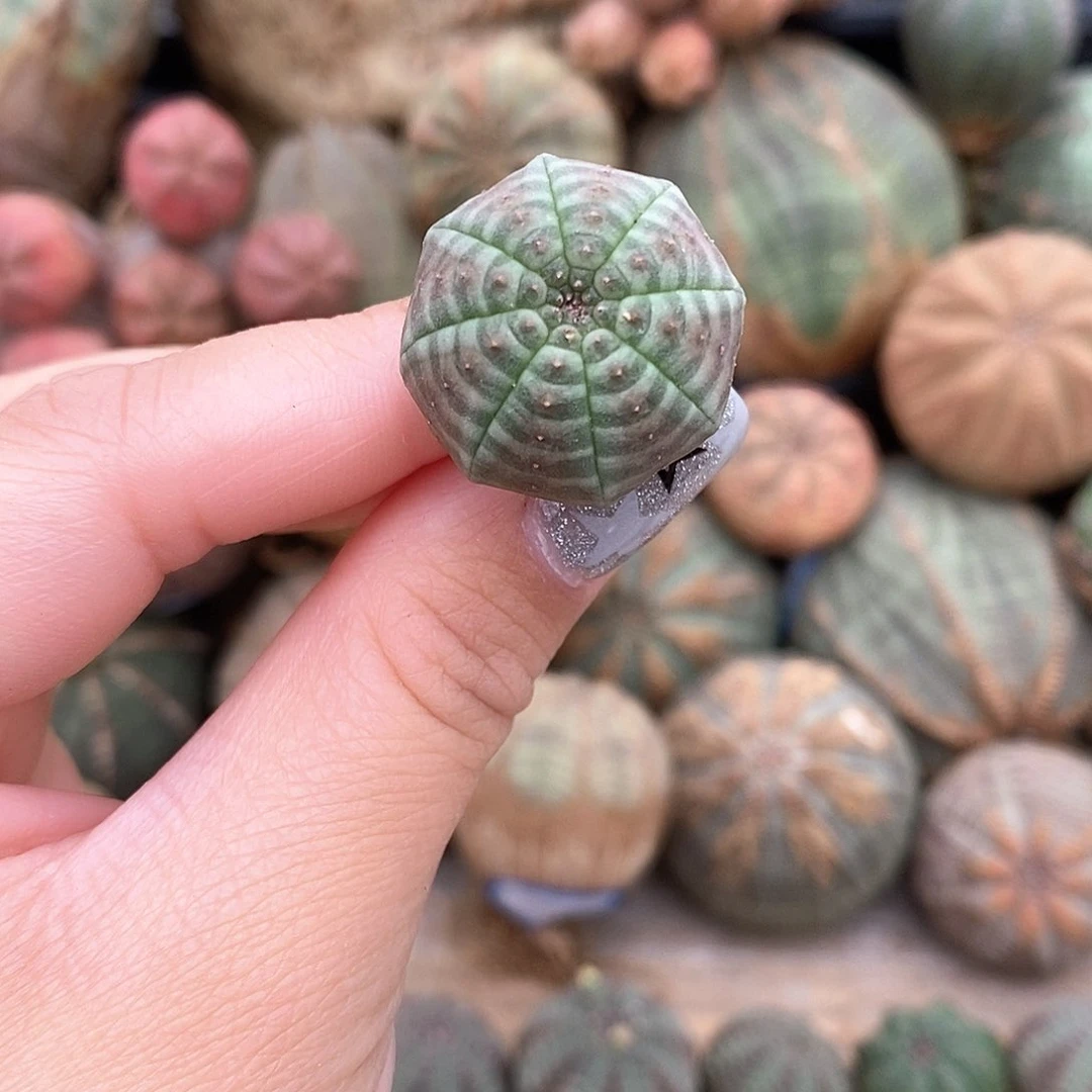 岁***?欧系布纹球多肉植物