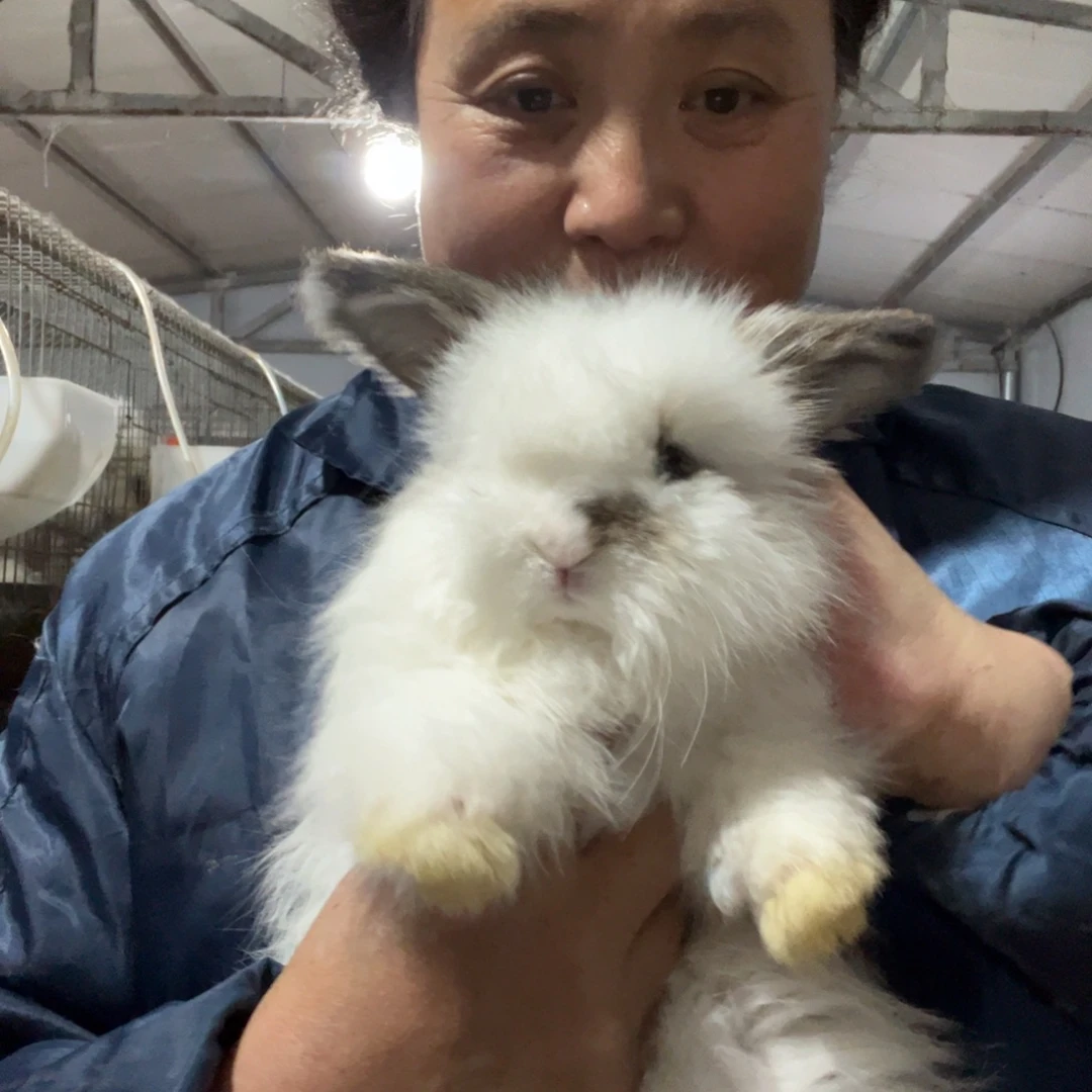 宠物兔英系安哥拉兔