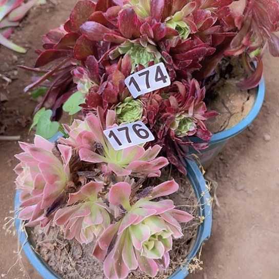 为*多肉植物两个