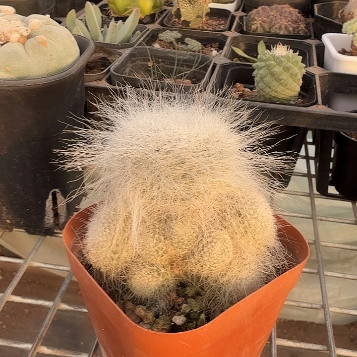 雪原玉翁群6仙人球