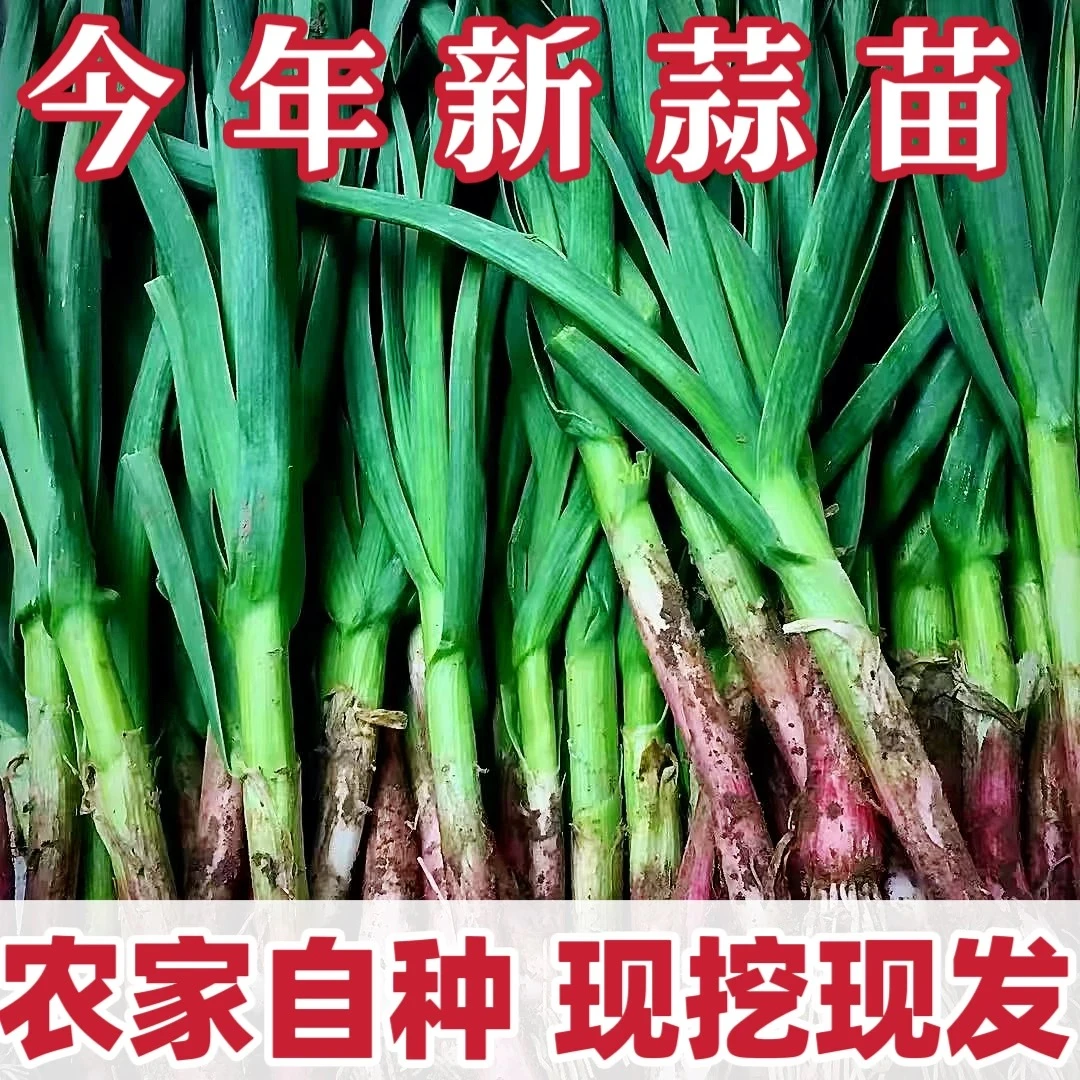 现挖红根蒜苗农家自种小香蒜苗土蒜苗新鲜当季蔬菜蒜苗