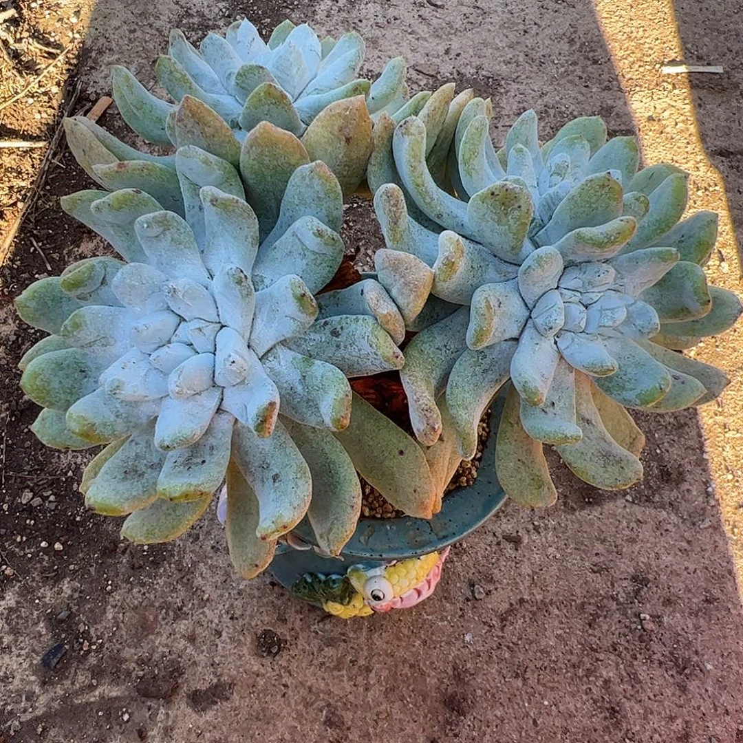 4424拇指仙女杯多肉