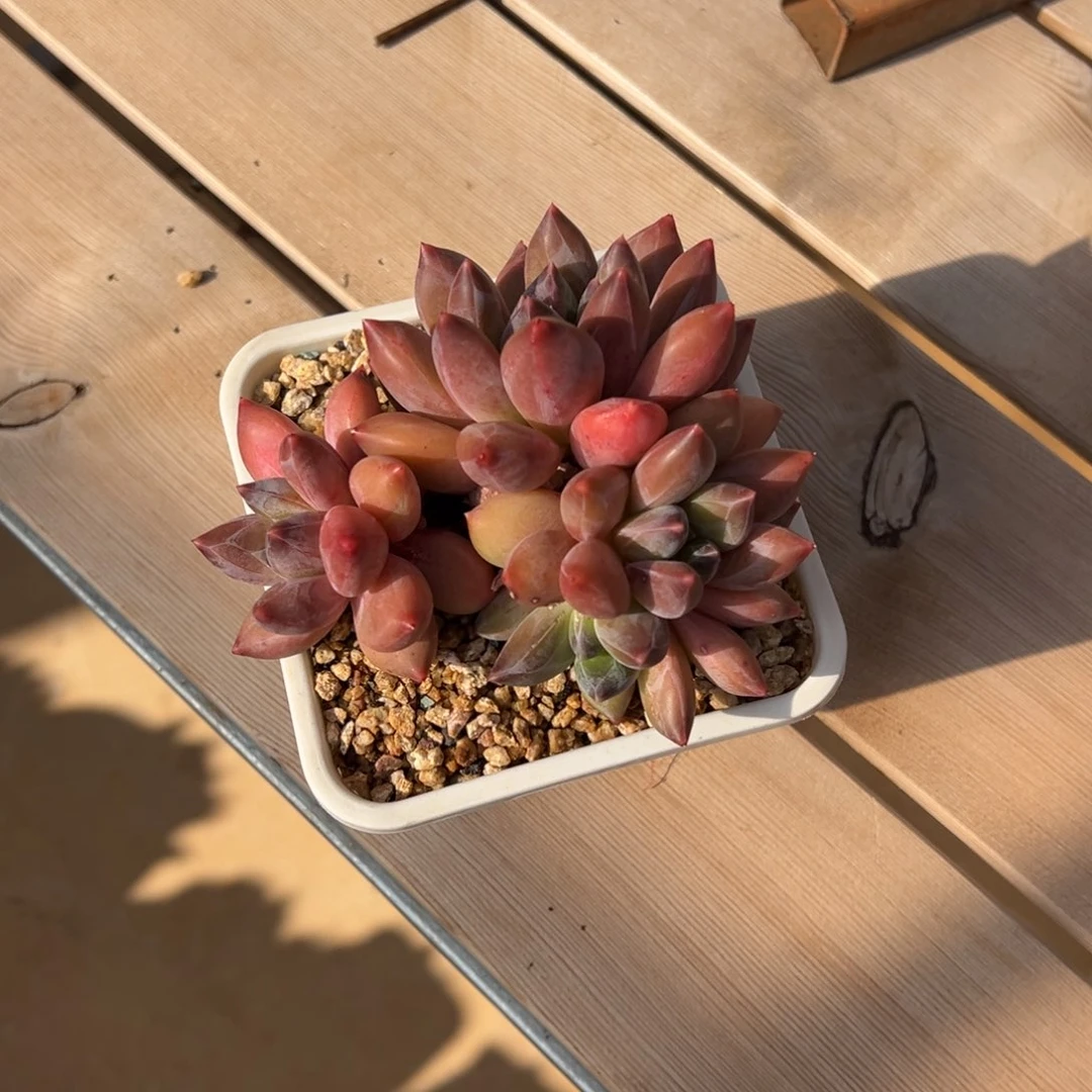 重楼美肉多肉植物