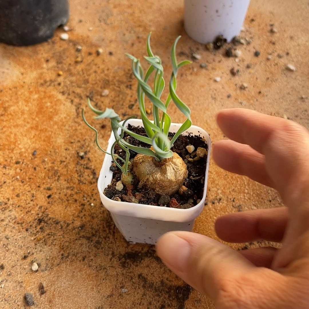 宽叶弹簧草一物一拍
