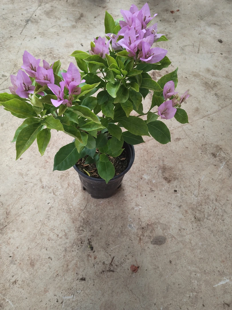 三角梅介意掉花落叶慎拍