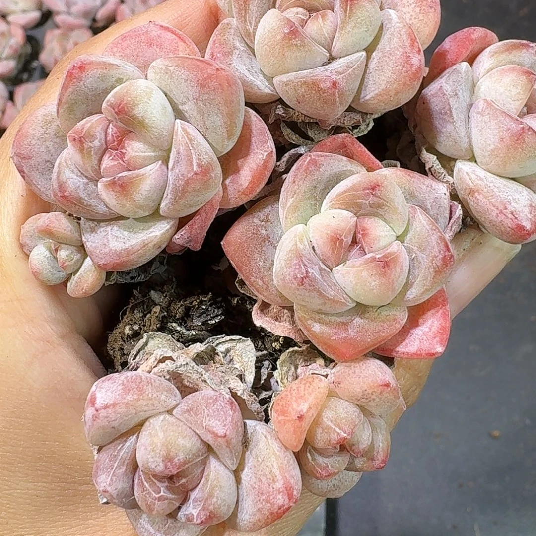 04号到手9颗，红玉单双